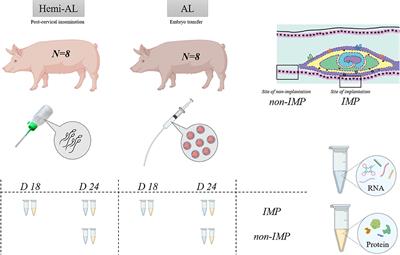 Allogeneic Embryos Disregulate Leukemia Inhibitory Factor (LIF) and Its Receptor in the Porcine Endometrium During Implantation